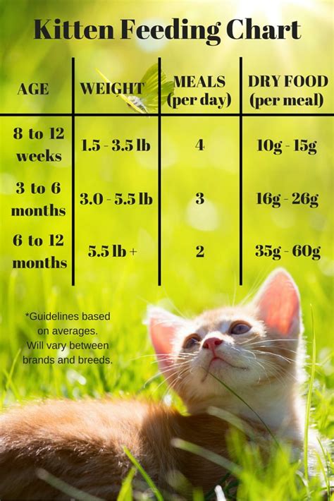 Feeding Your Kitten Helpful Kitten Feeding Schedules And Charts