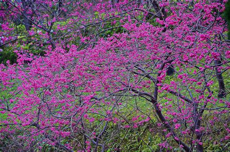 Search for text in self post contents. 【賞花之旅】2018陽明山花季，花都開好開滿的粉紅浪潮! - Yahoo奇摩旅遊