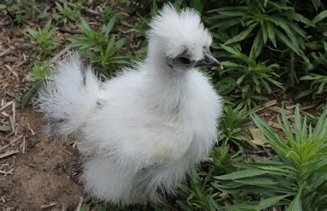 Breed variation is probably the biggest factor in how long a chicken will live and the most reliable indicator of their natural lifespan. How Long Do Silkies Live - Aumondeduvin.com