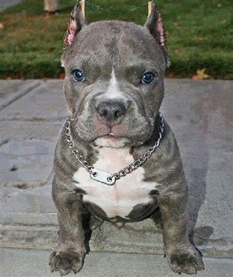 Blue Nose Pitbull Puppies With Blue Eyes Pitbull Dogs