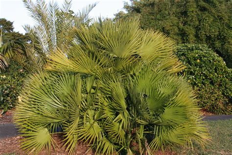 Chamaerops Humilis