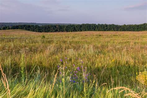 Summer Morning In A Field Stock Image Image Of Scene 74375809