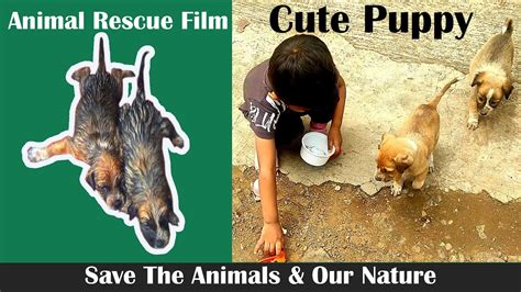 Puppy Facts For Kidscute Puppy Videos For Kidsanimal Rescue Film
