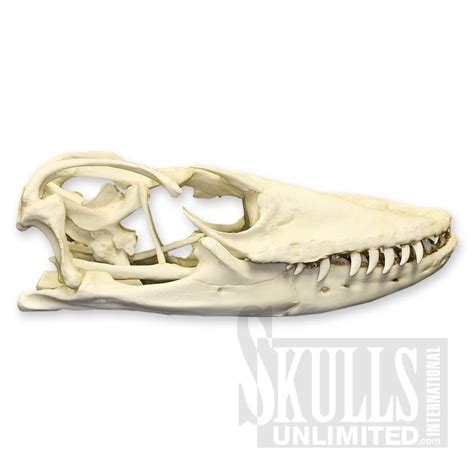 Komodo Dragon Skeleton Articulated Varanus Komodoensis Wsc 027 A
