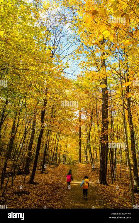 Autumn Forests In Legault Nature Reserve Stock Photo Alamy