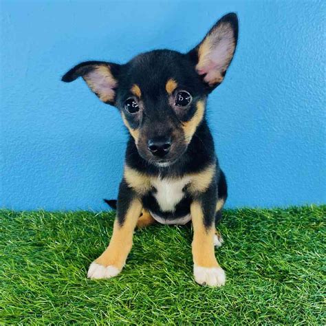 Information On Pomeranian Rat Terrier Puppies For Sale In Washington