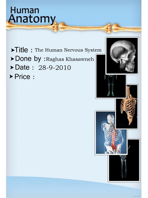 Anatomy Lecture 23 Human Nervous System Lecture Notes Pdf