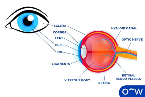 Eye Definition How Does It Work Anatomy And Functions