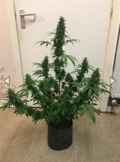Stardawg Auto Cannabis Seeds Fast Buds 2