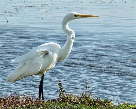 Best Time For The White Heron Sanctuary Tours In New Zealand 2024