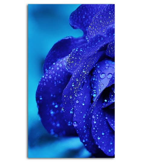 Blue Rose Hd Wallpaper For Your Mobile Phone Spliffmobile