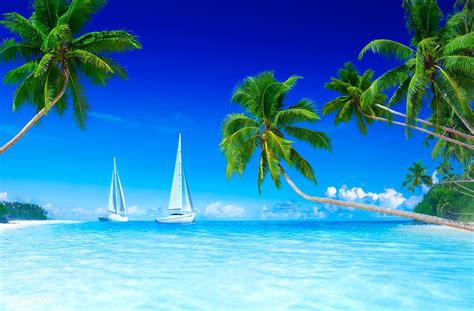 Sailboats On Beach And Palm Tree Premium Image By