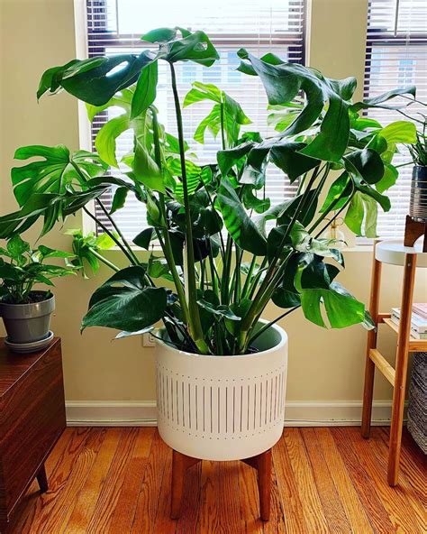 65 85 f 18 30 c. How to Care for (and Propagate) Your Monstera Plant in ...
