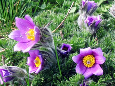 Fuzzy Purple Flowers Wp By Sunhawk On Deviantart