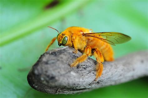 Their common name, carpenter bee, derives from their nesting behavior. Carpenter Bee Control & Carpenter Bee Extermination in NJ & FL | Excel Pest Control