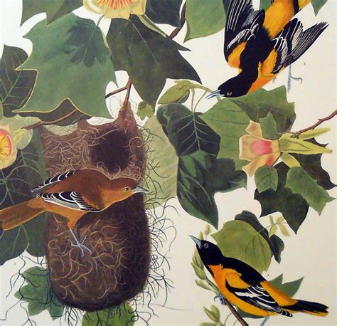 baltimore oriole print by john j audubon audubon prints