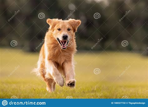 An Adult Golden Retriever Dog At The Park Stock Photo Image Of Animal
