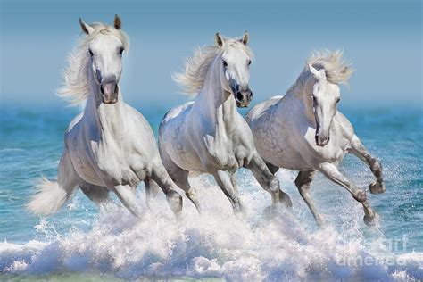 Three White Horse Run Gallop In Waves Photograph By Callipso Fine Art