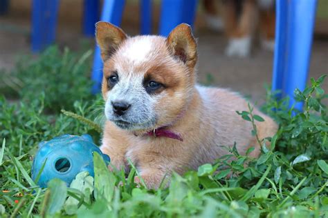 Red Heeler Dog Breed Info Pictures Facts Puppy Price And Faqs