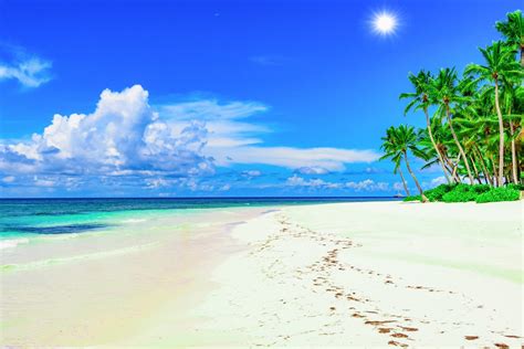 Download Sun Tropical Palm Tree Cloud Sky Horizon Ocean Sand Nature
