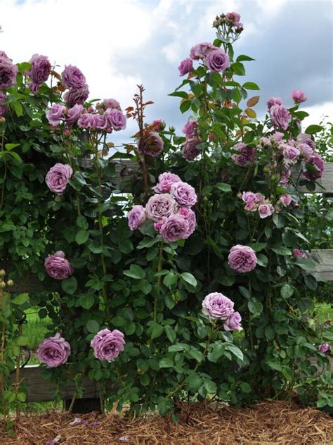 Full sun for best performance. 10 Beautiful, Easy-to-Grow Climbing Roses for Your Garden ...