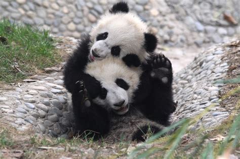 Giant Pandas Meng Da And He Xing At Chengdu Research Base Of Giant