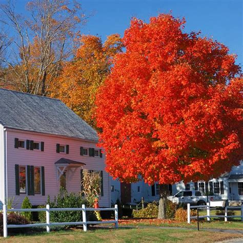 Autumn Blaze Red Maple Trees For Sale
