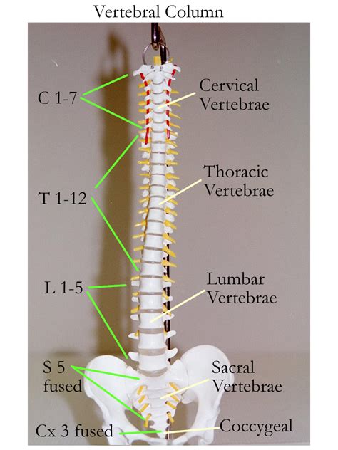 Learn vocabulary, terms and more with flashcards, games and other study tools. Human Skeleton Model Lumbar Vertebra Intervertebral Disc Model with Hemocyte Science Education ...