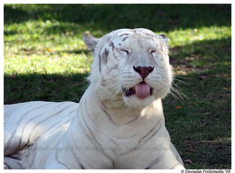 White Tiger Funny Face Ii By Tvd Photography On Deviantart