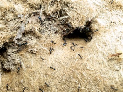 Formigueiro De Areia Com Formigas Em Movimento Carregando Seus Alimentos Imagem De Stock