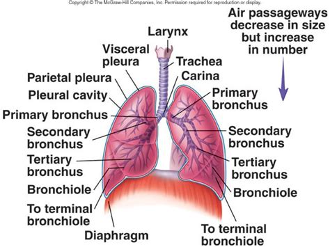 Respiration Anatomy And Histology Medical Books Free Download