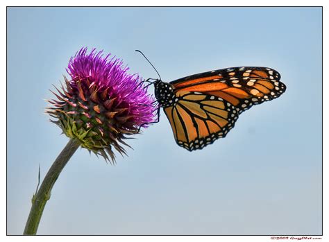 Monarch On Thistle Monarch Butterfly Lands On A Thistle Bl Flickr