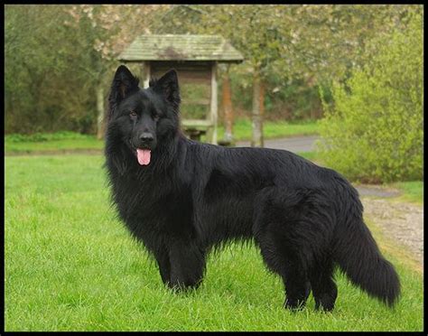 Long Haired Black German Shepherd For Sale Shepherd