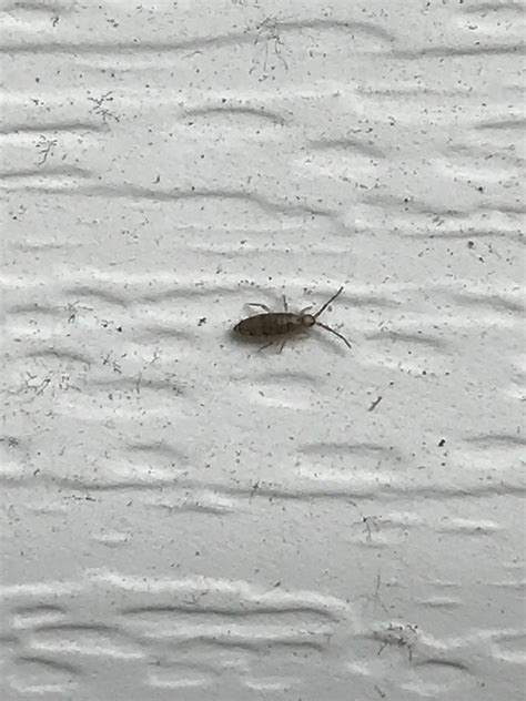 Can Anyone Identify These Tiny Bugs All Over The Outside Of My House