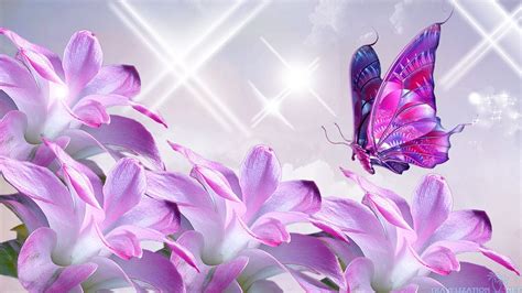 Butterfly And Flower Wallpaper ·① Wallpapertag