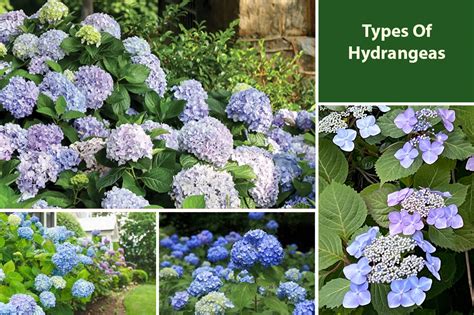 Hydrangeas Varieties True Species And Popular Cultivar Types