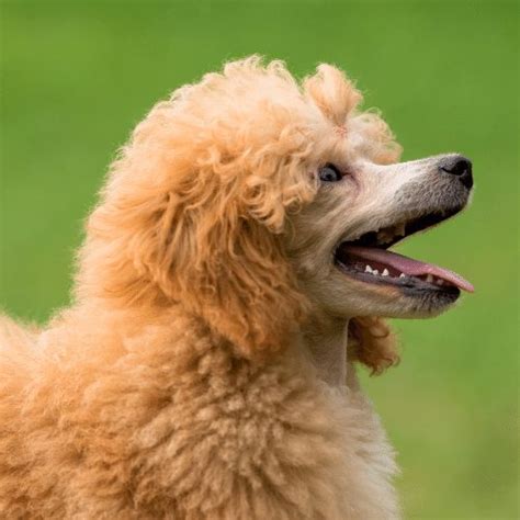 Apricot Poodles Breed Profile And Info History Care Training And Cost
