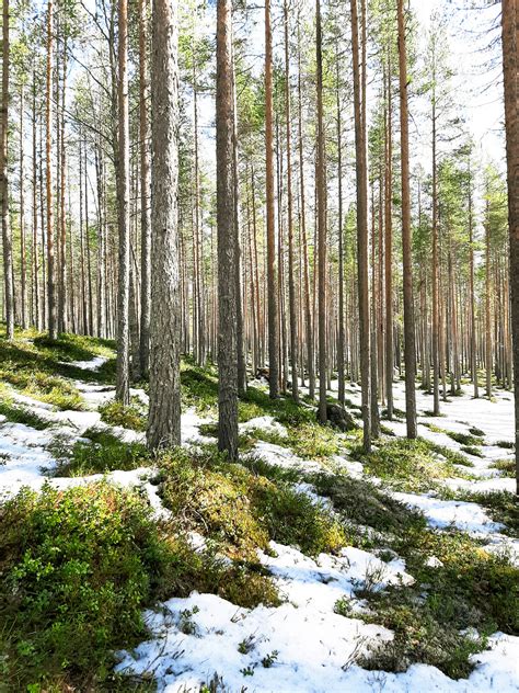 Top 999 Nordic Forest Wallpaper Full Hd 4k Free To Use