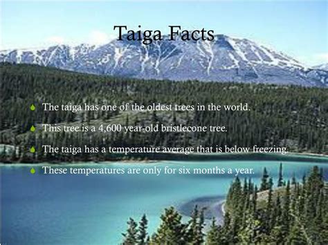 Ppt Taiga Biome Powerpoint Presentation Free Download Id2119631