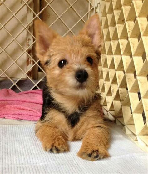 Norwich terriers are hardy, active dogs, bred for a working life of pursuing vermin and accompanying their farmer owners on horseback. Oh the cuteness! Norwich Terrier puppy | Norwich terrier ...