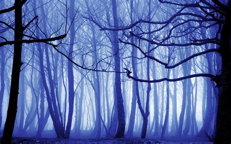 Online Crop Bare Trees Illustration Nature Trees Mist Forest Hd
