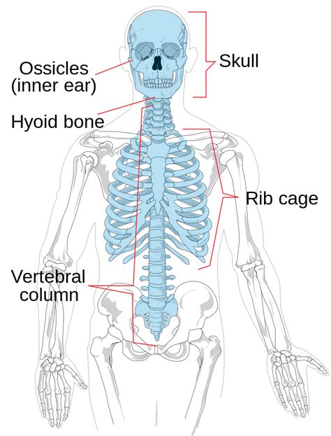 Axial Skeleton Diagram โครงกระดูกแกน วิกิพีเดีย Axial Skeleton