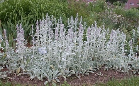 Lambs Ears Umass Amherst Greenhouse Crops And