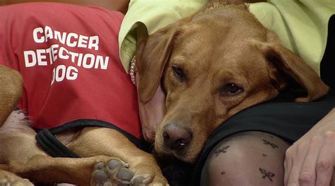 We all want our canine companions to be here with us as long as possible. Dogs will sniff out stomach cancer in new Japanese trial
