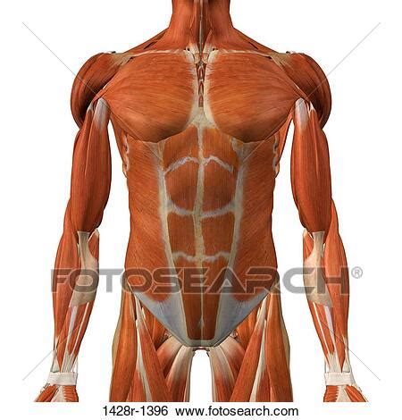 Choose from 500 different sets of flashcards about anatomy abdominal muscle on quizlet. Stock Images of Male chest and abdominal muscles, detailed anatomy, full color 3D illustration ...