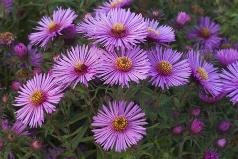 Discover Plants You Can Grow With Daisy Like Flowers Fall Container