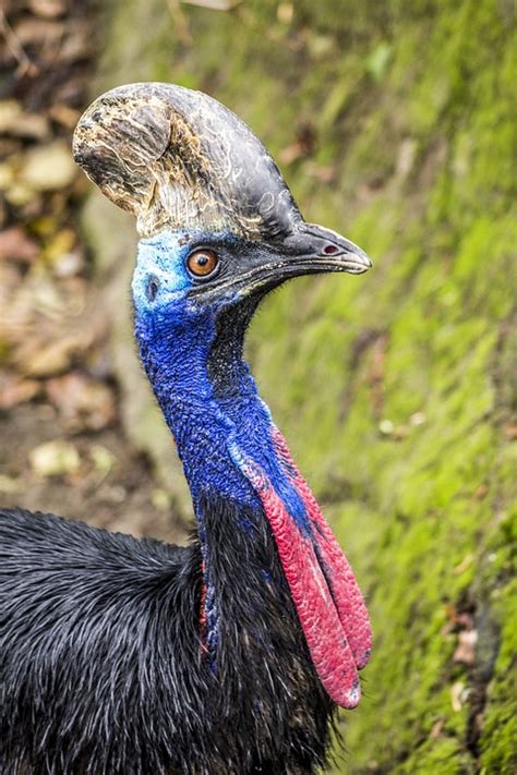 Cassowary Bird Big · Free Photo On Pixabay