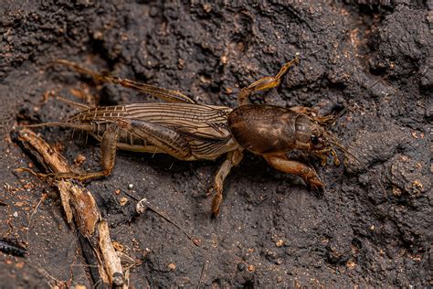 Can Mole Crickets Bite You Florida Lawn Pests