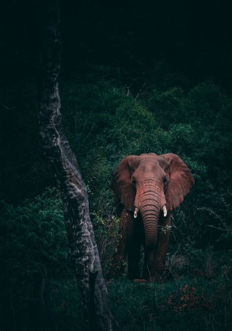 Elephant In The Dark