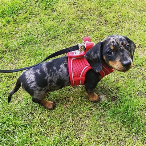 Dapple Dachshund For Sale Smooth Haired Dachshund For Sale